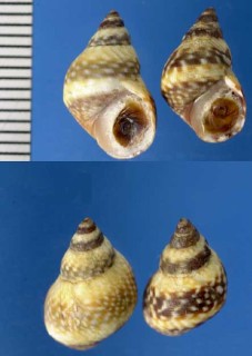 アメリカのタマキビの仲間 Littorina scutulata small