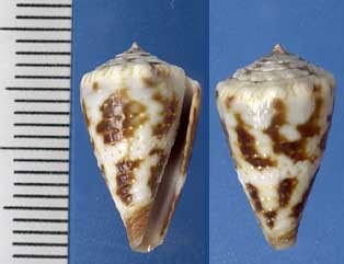 アメリカのイモガイの一種 Conus explorator small
