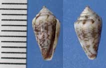 モルディライモ Conus felitae small