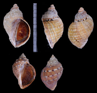チヂミボラ類02 Nucella dubia small