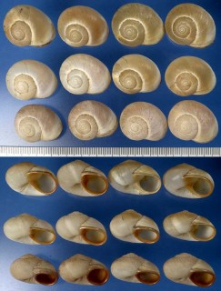オカタマガイの仲間 Trigonephrus lucanus small