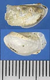 ネリガイ Pandorella otukai small