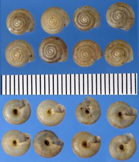 レンティキュラコマイマイ (仮称) Caracollina lenticula small