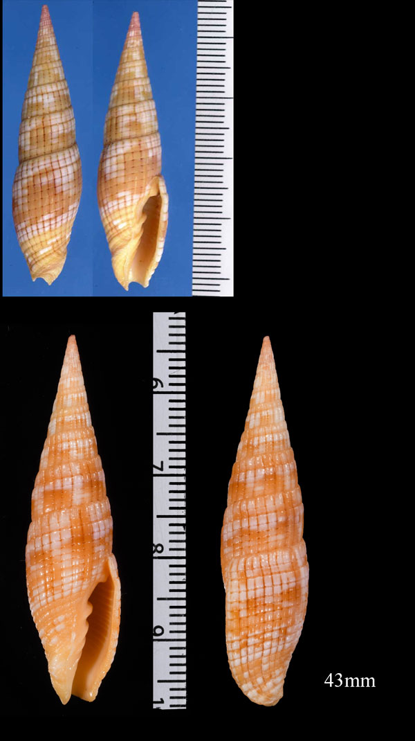 タケノコツクシ (タケノコフデ) Vexillum costatum small