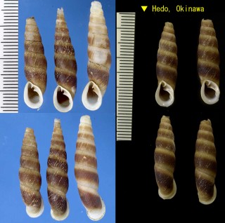 スジイリオキナワギセル Stereophaedusa valida fasciata small