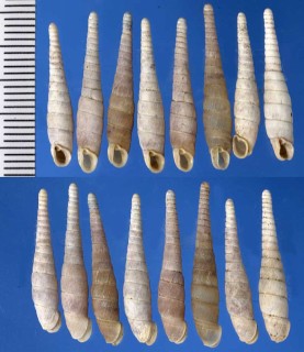 ナカムラギセル Tosaphaedusa cincticollis small