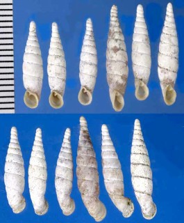クビナガギセル Pinguiphaedusa kubinaga small