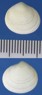 チチュウカイワカツキガイ Ctena decussata small