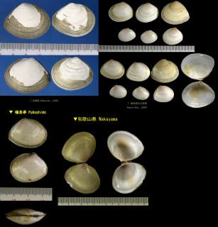 ヒメシラトリ Macoma incongrua small