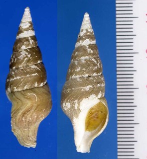 エゾイグチ Antiplanes sanctioannis small
