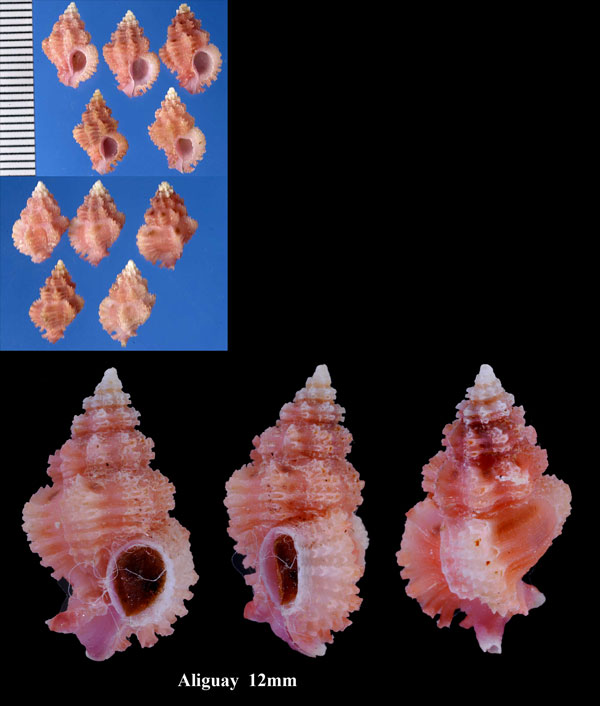 ドロシーヨウラク Favartia dorothyae small