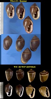 ニオウノミミ Cassidula angulifera small
