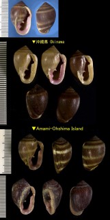 ウラシマコミミガイ (ウラシマミミガイ) Cassidula nucleus small