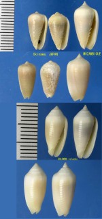 ツノイロチョウチンフデ Imbricaria punctata small