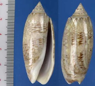 ユメマクラ Oliva sayana small