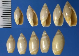 アラビアホタルの一種 Ancilla lineolata small