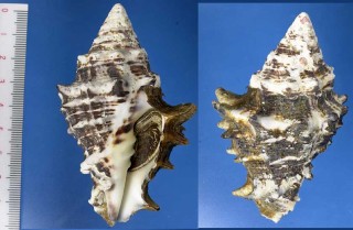 オニコブシガイ Vasum ceramicum small