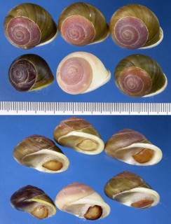 ネガイヤマキサゴ（仮称） Emoda sagraiana percrassa small