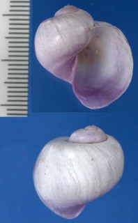 ハブタエルリガイ Janthina pallida small
