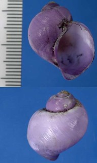 シロオビヒメルリガイ Janthina exigua small