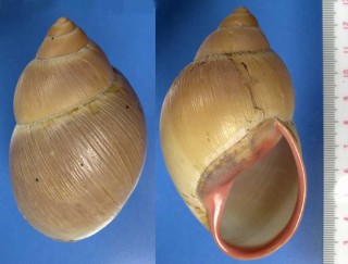 ウスベニアカマイマイの一種 Megalobulimus oblongus haemastomus small