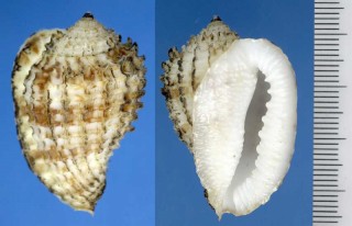 ワタナベオニムシロ Morum watanabei small