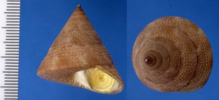 ブラジルのエビスガイ類 Calliostoma vinosum small