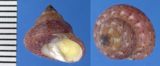 マダラブラジルエビス Calliostoma depictum small