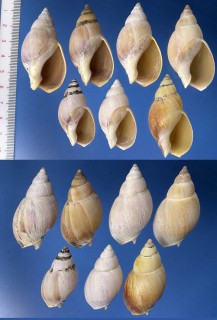 ナツメバイの一種02 Buccinanops squalidum small