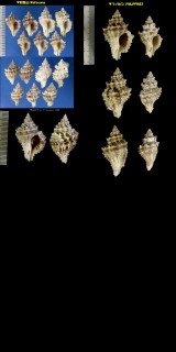 オニカゴメガイ Lataxiena fimbriata small