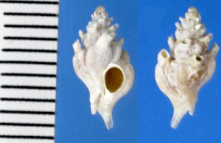 ニッポンエントツヨウラク Siphonochelus nipponensis small
