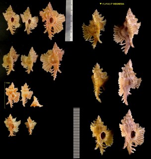 カトレアバショウ Pterynotus orchidiflorus small