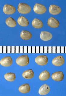 マメクルミガイ Nucula paulula small