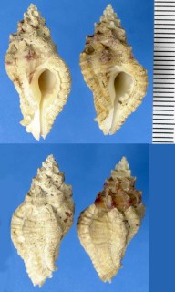 エリザベスボラの仲間 Dermomurex indentatus small