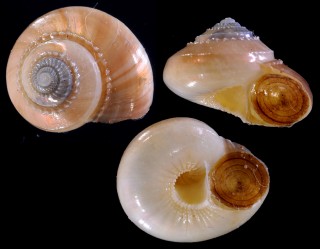 オパールシタダミ Microgaza opalina small