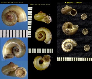 ヨナクニアツブタガイ Platyrhaphe hirasei yonakunijimanus small