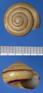 バレルマイマイ Hemitrichiella baleriana small