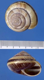 アメリカマイマイ Monadenia fidelis small