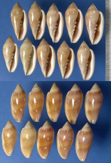シラボシヘリトリ (シラユキヘリトリ) Marginella desjardini small
