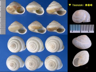 キュウシュウシロマイマイ Trishoplita eumenes small