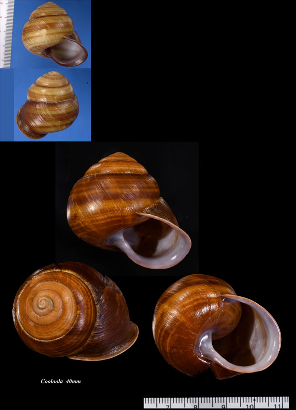 クリイロタママイマイ Thersites fraseri small
