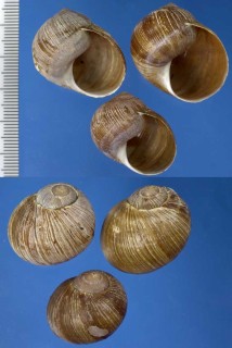 イスラエルのエスカルゴの仲間 Helix prasinata small