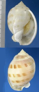 タマウラシマ Semicassis bisulcata pila small
