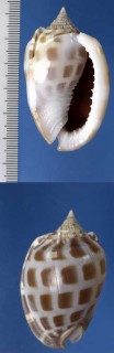 コダイコガイ Phalium areola small