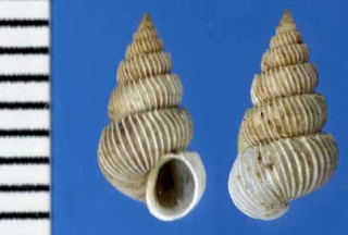 ケッペルイトカケ Epitonium delicatulum small