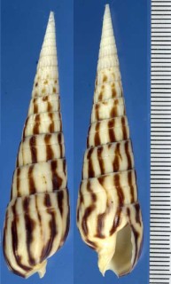ダイオウシマタケ Terebra strigata small