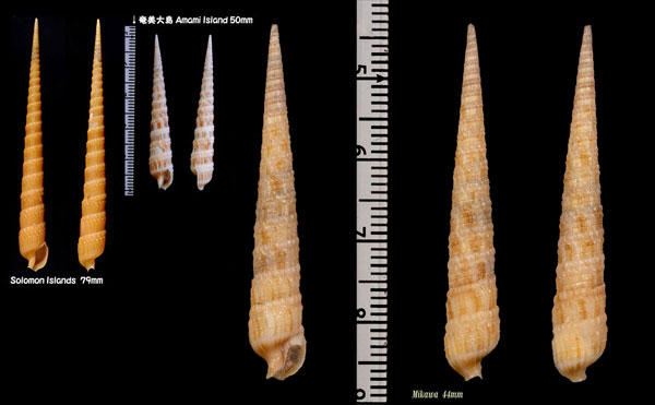 ヤスリギリ Cinguloterebra fenestrata small