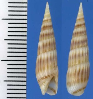 ハワイクチビロタケ Hastula inconstans small