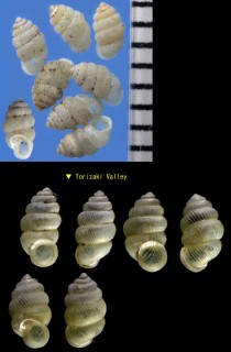 エゾゴマガイ 蝦夷胡麻貝 Diplommatina septentrionalis small