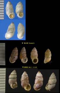 アズキガイ 小豆貝 Pupinella rufa small